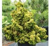 Кипарисовик туполистный  Нана Лютеа (Nana Lutea) С2